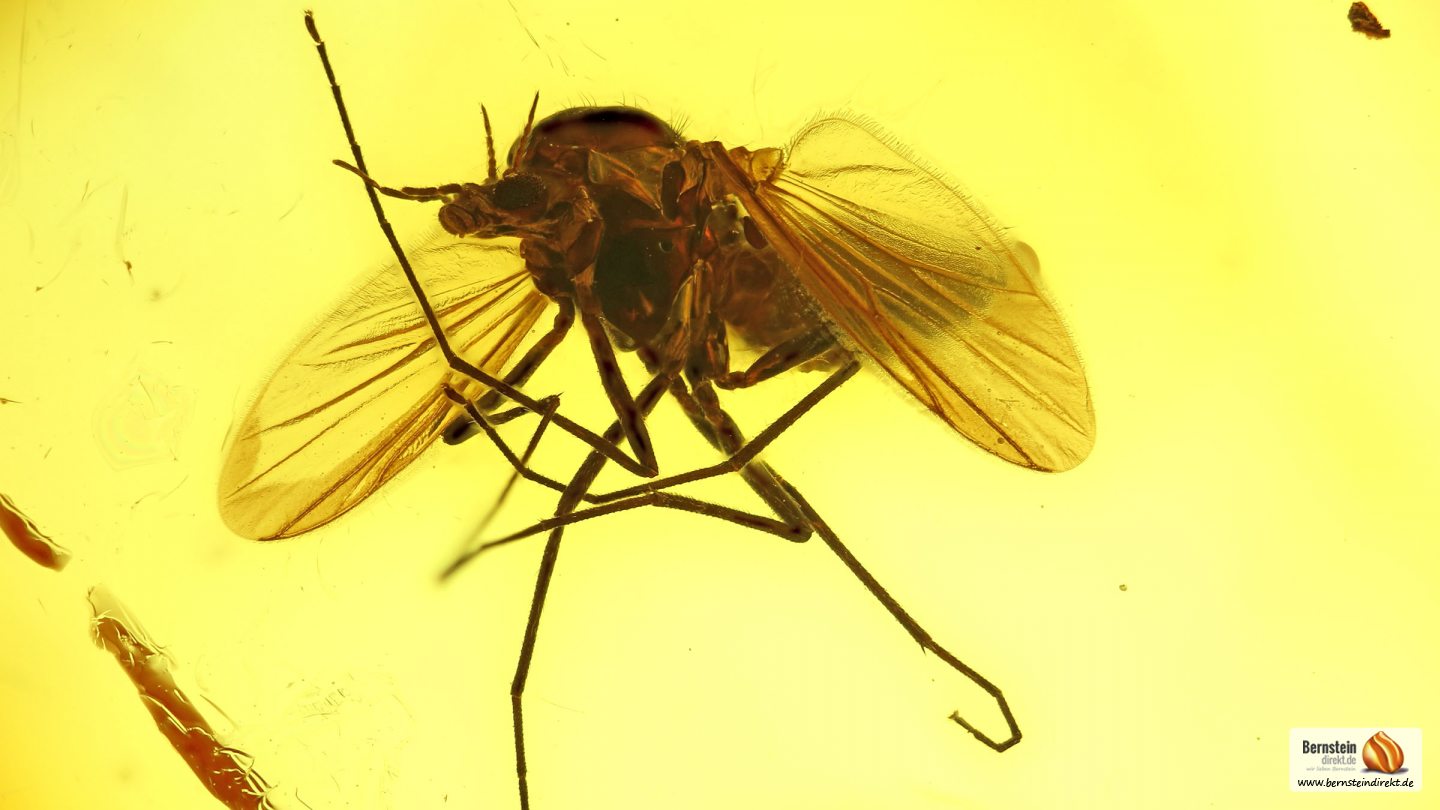 Zuckmücke im Bernstein, Mücke als Einschluss im Baltischen Bernstein